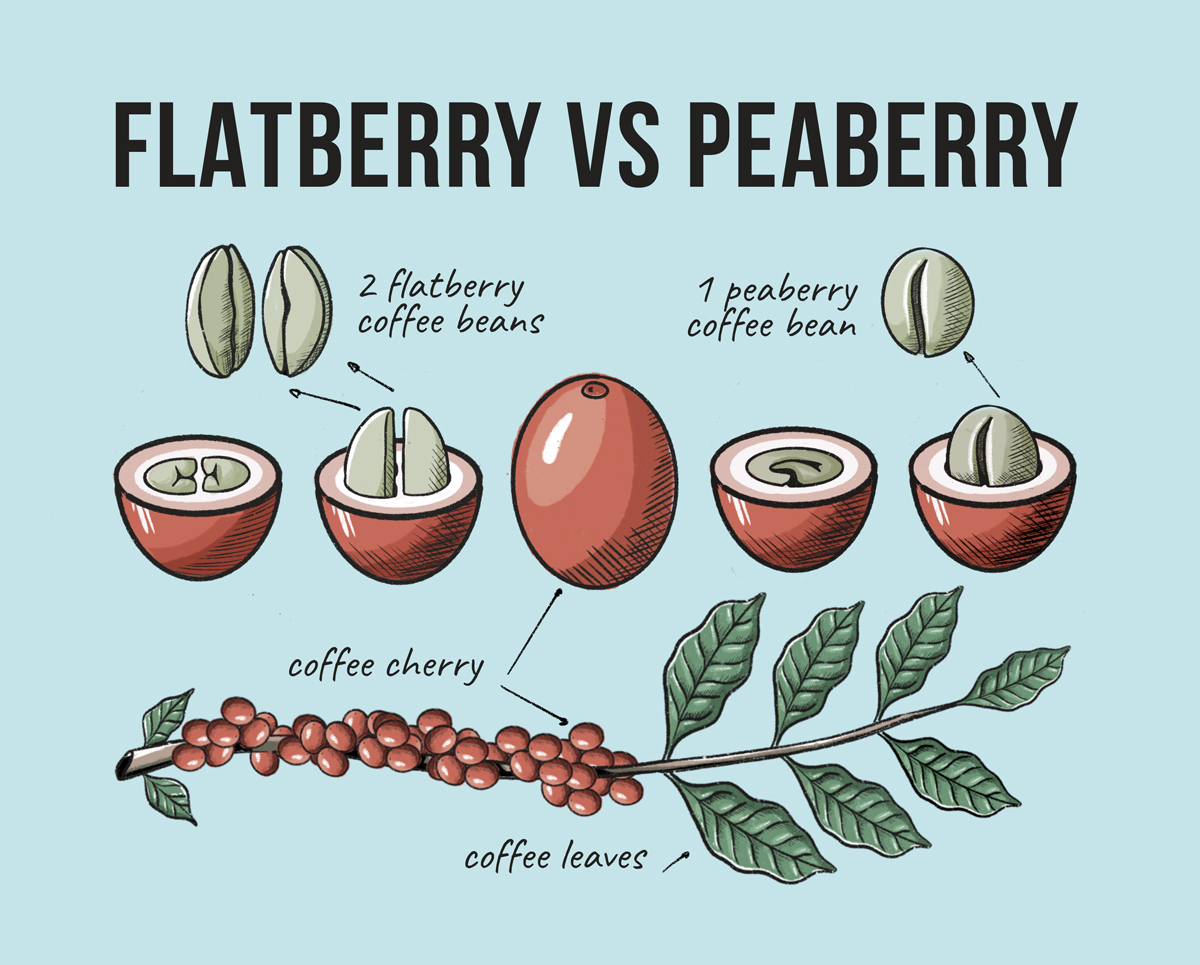 peaberry bean